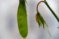 Ervum gracile