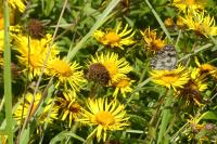 Inula salicina