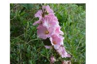 Alcea rosea