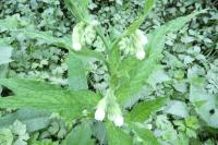 Symphytum officinale