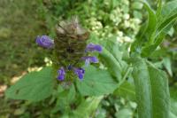 Prunella vulgaris