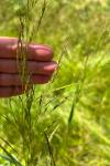 Deschampsia cespitosa