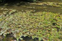Potamogeton