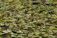 Potamogeton