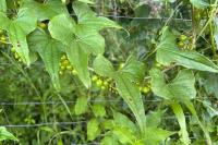 Dioscorea communis