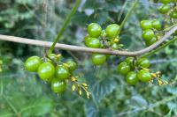 Dioscorea communis