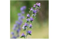 Echium vulgare