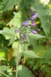 Solanum dulcamara