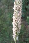 Phleum pratense