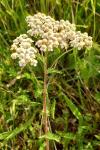 Achillea millefolium