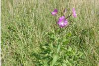 Epilobium hirsutum