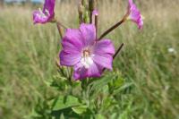 Epilobium hirsutum