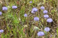 Jasione montana