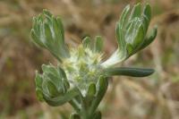 Filago pyramidata