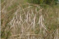Anisantha tectorum