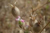 Silene conica