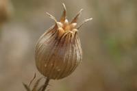 Silene conica