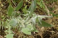 Crepis foetida