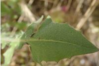 Crepis foetida