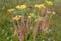 Petrosedum rupestre