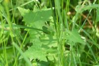 Lactuca muralis