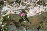 Dianthus caryophyllus