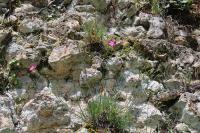 Dianthus caryophyllus