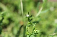 Lithospermum officinale
