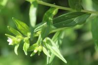 Lithospermum officinale