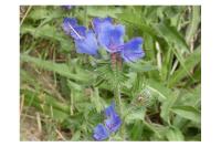 Echium vulgare