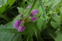 Lamium maculatum