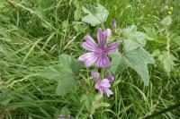 Malva sylvestris