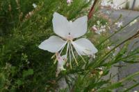 Oenothera lindheimeri