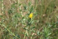 Carthamus lanatus