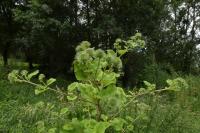 Arctium lappa