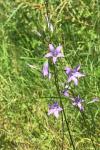 Campanula rapunculus