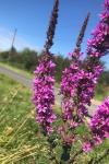 Lythrum salicaria