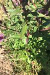 Lythrum salicaria