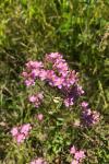 Centaurium erythraea