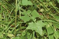 Lactuca muralis