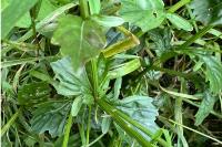 Barbarea vulgaris