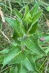 Hieracium sabaudum