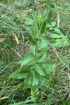 Hieracium sabaudum
