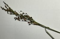 Juncus acutiflorus