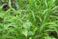Circaea lutetiana
