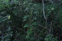 Dioscorea communis