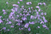 Malva moschata