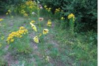 Verbascum blattaria
