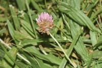 Trifolium fragiferum