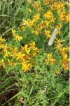 Hypericum perforatum